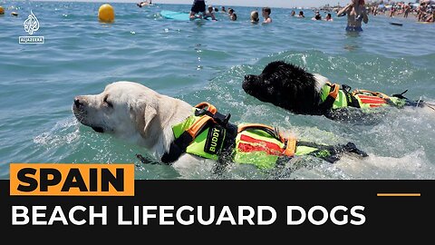 Spain’s four-legged lifeguards help save lives | Al Jazeera Newsfeed