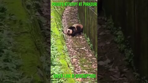 Panda's Attempt at Parkour! #Shorts #YoutubeShorts #ExtremeSports #Panda #PandaBear #Parkour #LOL