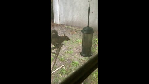 Squirrel Defeats Squirrel Proof Birdfeeder