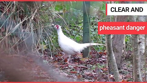 Video shows a rare ghostly-looking albino pheasant strolling round a British garden