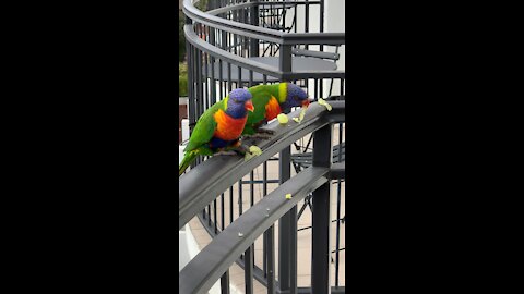 Rainbow Lorikeets