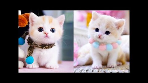 Cute and Funny Cat Videos Compilation