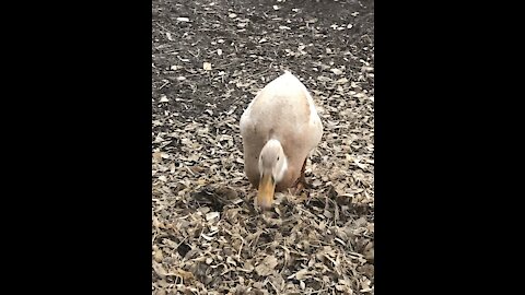 Ducks v. Peas