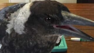 Bird ruins teen's study session