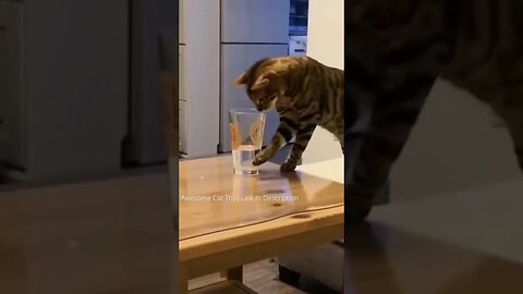 🤣Funny Cat Fails _ Try Not To Laugh!! #shorts