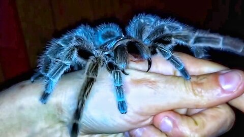 MY PET A BIG SIZE GIANT TARANTULA | HE TRYING TO PUSH HIS STING