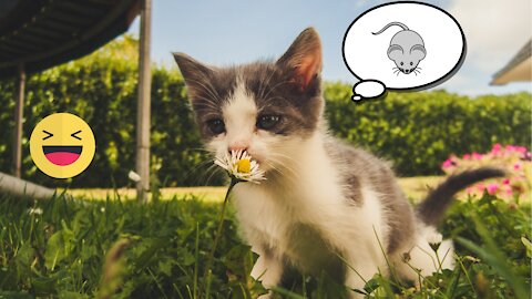 Cat playing with mouse