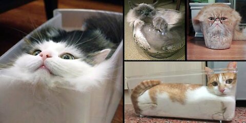 Cats are in liquid funny and cute cat 🐱video