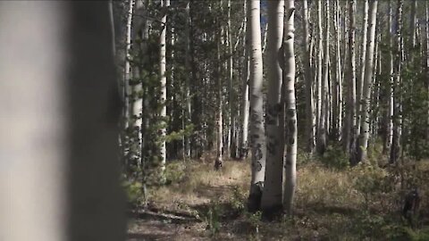 Why are some of Colorado’s aspen trees brown? "The precipitation kind of turned off"