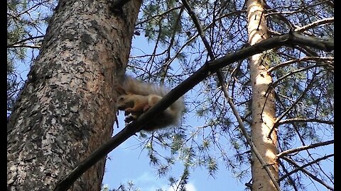 Squirrel - master of Wushu