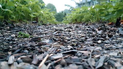 Gardening with nature - an update of a wilder kitchen permaculture garden than you may be used to