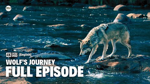 A Wolf's Journey | Full episode | Nature documentary