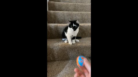 Loki playing with toy ball on stairs