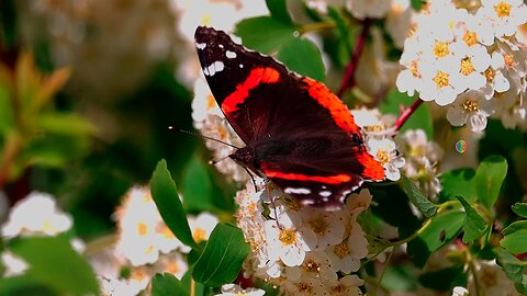 Red Admiral Butterfly on Spirea Flowers