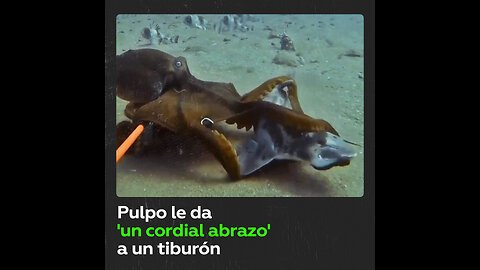 Pulpo envuelve a un tiburón en un fuerte ‘abrazo’