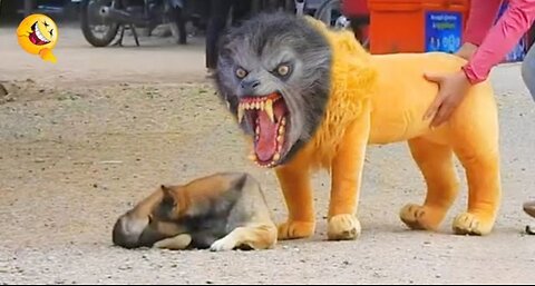 Troll Prank Dog Funny & fake Lion and Fake Tiger