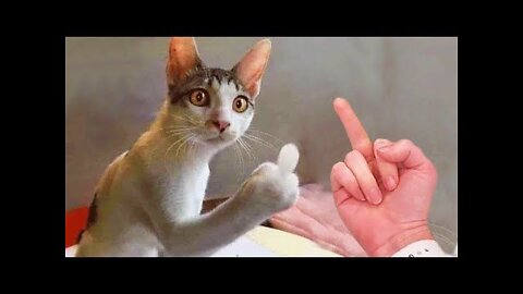 funny cats funniest animals #14