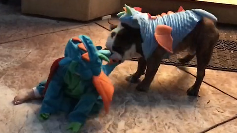 Cute Baby And A Dog In A Matching Halloween Costumes