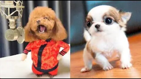 ♥Cute Puppies Doing Funny Things 2021♥