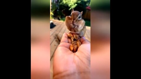 Squirrel Goes Shopping Without Carrier Bag! 😁