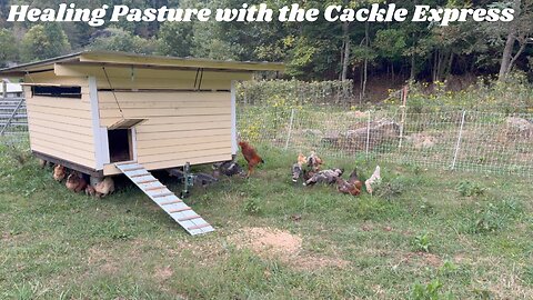 Why Chickens Should Follow Your Livestock