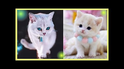 Cute Baby Funny Animal Videos _ Funniest Animals _3_ _funny Dog and Cat Compilation_ _Cute animals_