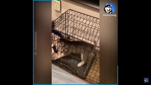 Siberian Husky Puppy ALMOST Escapes From His Cage..