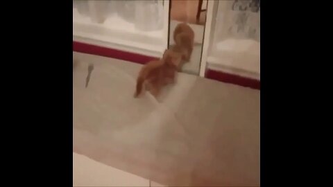 kucing pintar #funnycat #fun #smile #pretty #video #funnyvideo #funnycats #cutecats#kitty #kitten