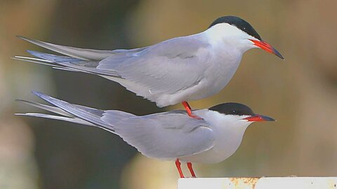 Common Tern Mating Fail. Oh No, Mr. Tern Can't Get It Up