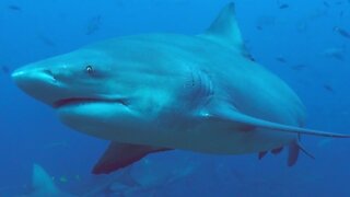 Bull sharks surround scuba divers during feeding exercise