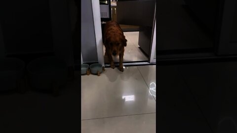 狗狗做壞事眼神很萌😂#shorts#dog#狗狗