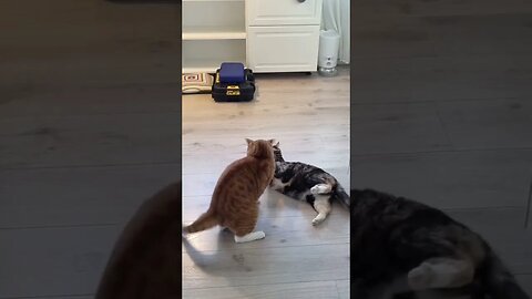 Kitty fight - wrestling buds - much paranoia