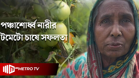 টমেটো চাষ করে সফল হওয়া বৃদ্ধ মহিলার গল্প | Tomato Harvest | Old Woman | The Metro TV