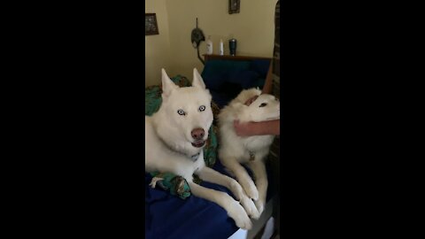 Singing huskies