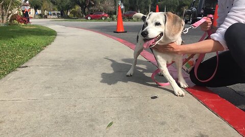 Beagle Dog Chases Peacocks