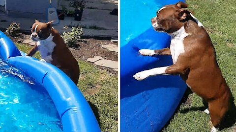 Beautiful Boston Terrier is absolutely ecstatic for pool time.