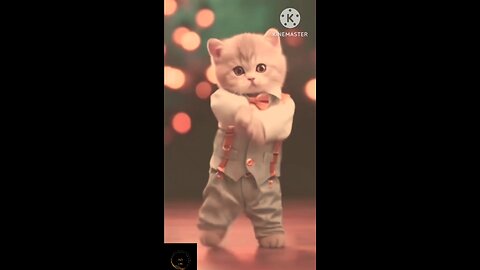 Cute cat dancing