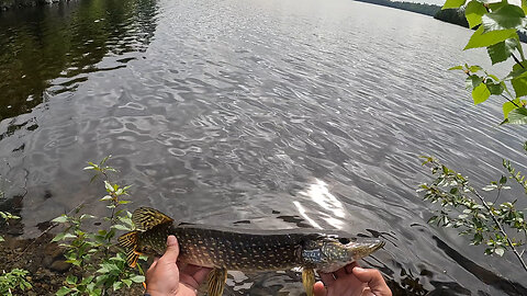 Upper Peninsula: Side of the Road Northern Pike