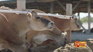 Taking a Look at a Wisconsin Fifth-Generation Family Farm for Dairy Month