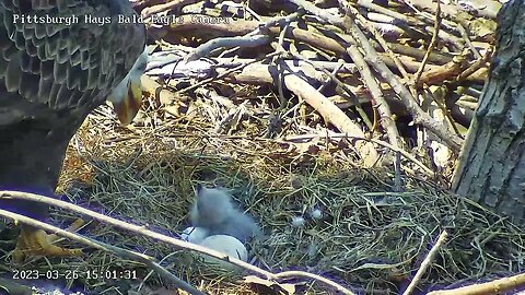 Hays bald eagle - good look at new eaglet H19 3/26/2023