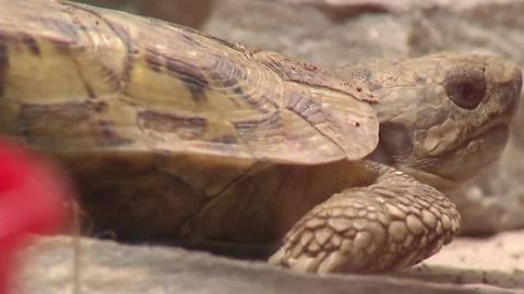 Commercial collection of reptiles banned in Nevada