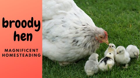 Mimi the Broody Hen Refuses to Leave Nest