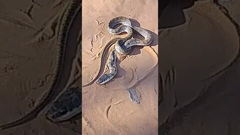 COBRA SERPENTE ATROPELADA EM JOSÉ BONIFÁCIO#SHORTS🐍