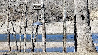 PETE AT THE FEEDER ON THE WHITE RIVER