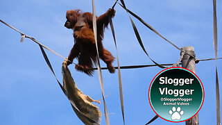 Scaling Heights Sumatran Orangutan Emma and Baby Hilda's Epic Climb