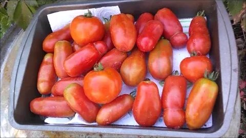 Tomato Haul for Week: Gourmet San Marzanos & Beefsteaks