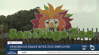 Venomous snake bites zoo employee