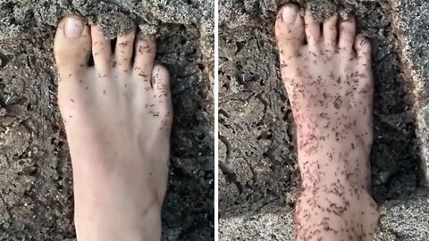 Army of ants instantly swarm this guy's foot