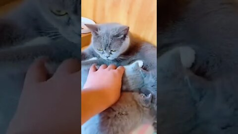 cute kitten feeding||cat kitten||#gigox #shorts #animals #viral