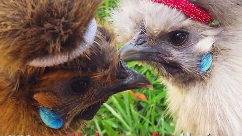 Silkie Chickens Are Fluffy!